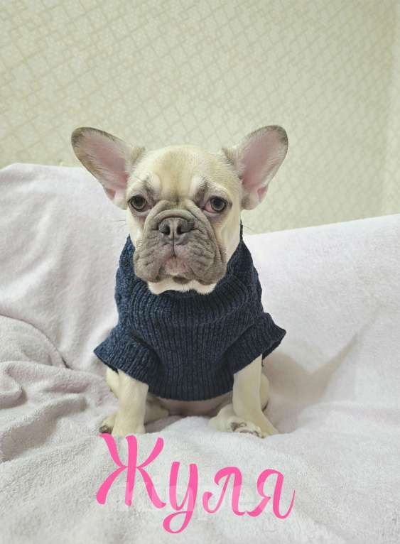 Собаки в Тюмени: Французский Бульдог щенки  Девочка, 45 000 руб. - фото 2