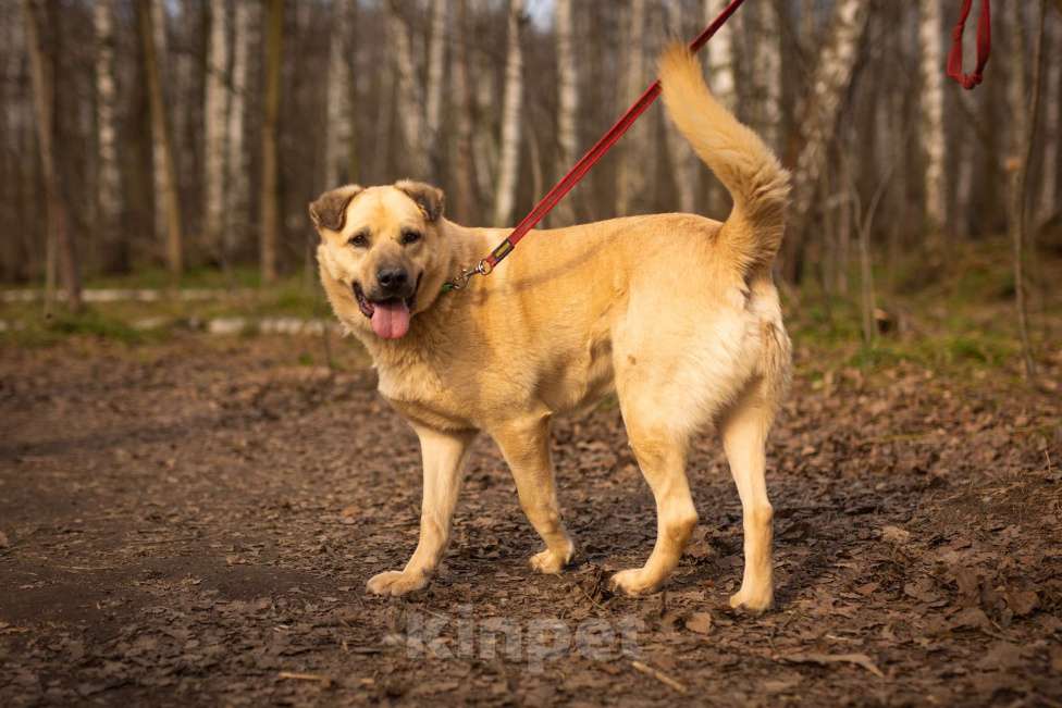 Собаки в Москве: Дакар Мальчик, Бесплатно - фото 1