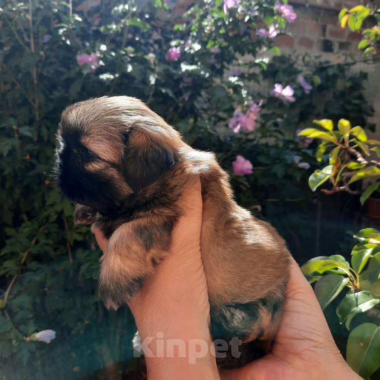 Собаки в Москве: Щенки ши-тцу девочки Девочка, 50 000 руб. - фото 3