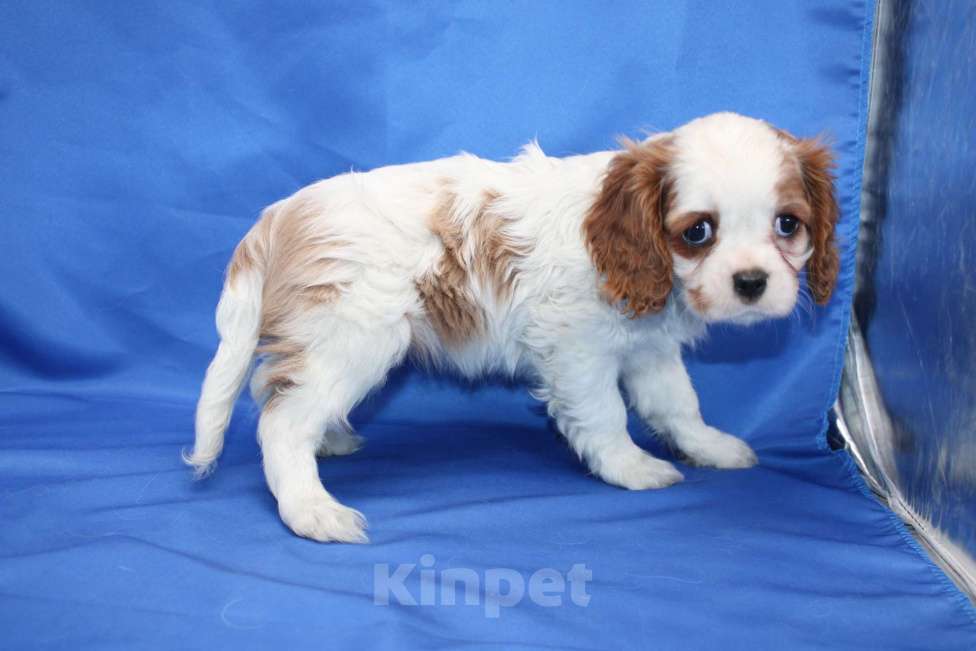 Собаки в Москве: Кавалер кинг чарльз спаниель Девочка, 60 000 руб. - фото 6