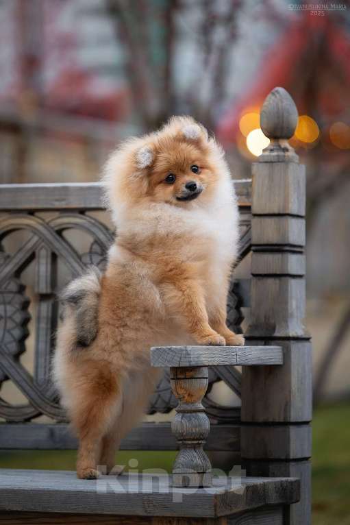 Собаки в Москве: Щенок померанского шпица, девочка Девочка, 60 000 руб. - фото 1