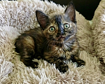 Кошки в Санкт-Петербурге: котенок Девочка, Бесплатно - фото 1