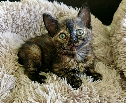 котенок