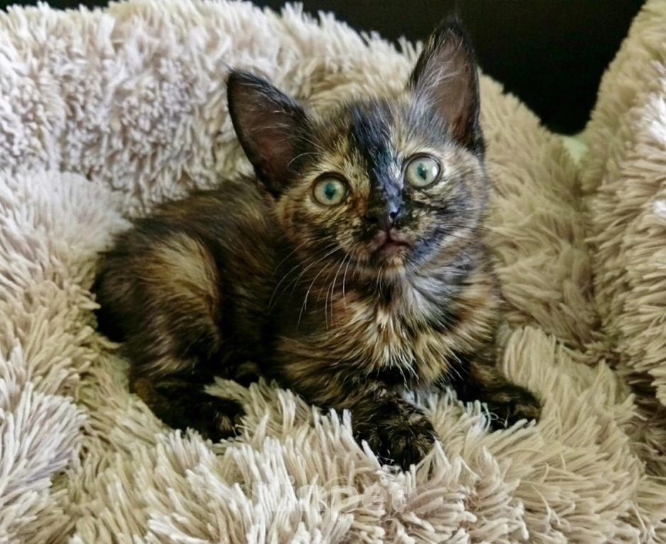 Кошки в Санкт-Петербурге: котенок Девочка, Бесплатно - фото 1
