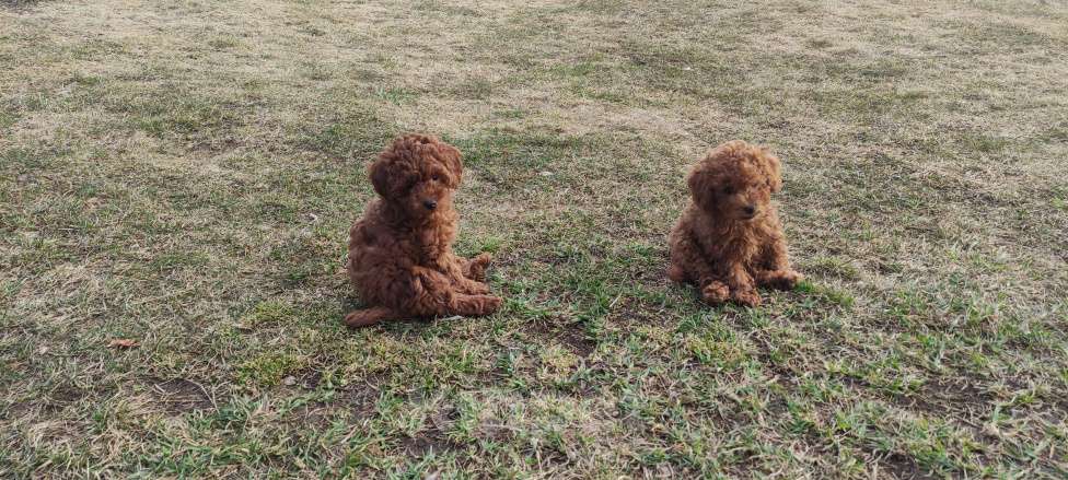 Собаки в Екатеринбурге: Щенки Той пуделя ред браун разнополве Разнополые, 70 000 руб. - фото 1