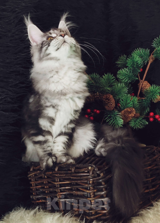 Кошки в Казани: Кошечка Алиса Девочка, Бесплатно - фото 3