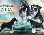 Собаки в Севастополе: Щенок цвергшнауцера Мальчик, 50 000 руб. - фото 2