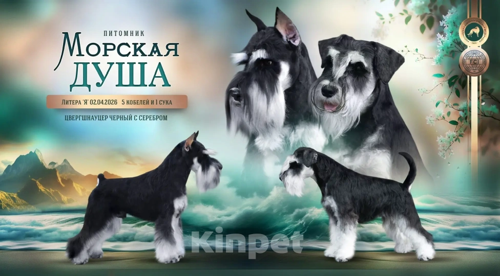 Собаки в Севастополе: Щенок цвергшнауцера Мальчик, 50 000 руб. - фото 2