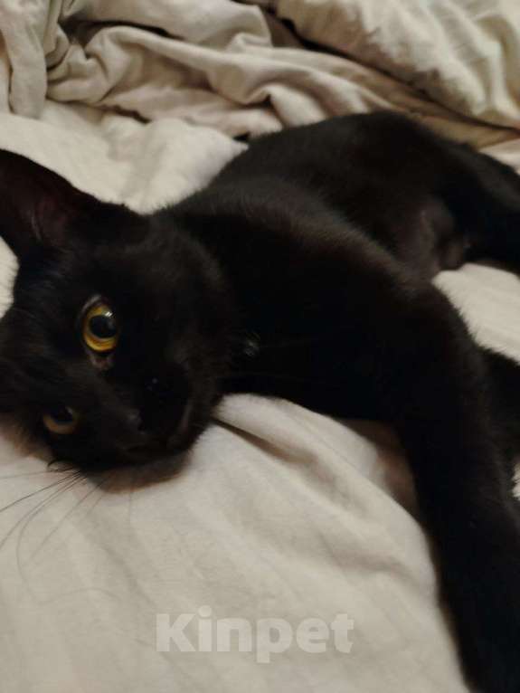 Кошки в других городах Московской области: Кошечка в добрые руки Девочка, Бесплатно - фото 2