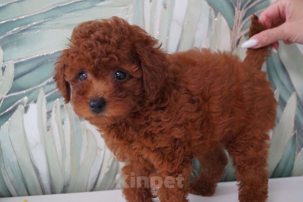 Собаки в Москве: Щенок той пуделя- девочка Девочка, 80 000 руб. - фото 2