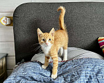 Кошки в Старом Купавне: Котята Мальчик, Бесплатно - фото 8