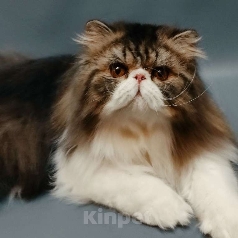 Кошки в Новосибирске: Персидский котик  Мальчик, 50 000 руб. - фото 3