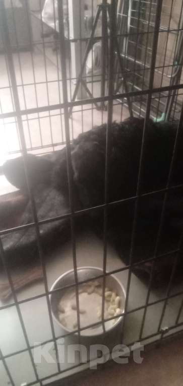 Собаки в Томске: Собака  Мальчик, 15 000 руб. - фото 2