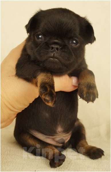 Собаки в Москве: ОНИКС Мальчик, 90 000 руб. - фото 5