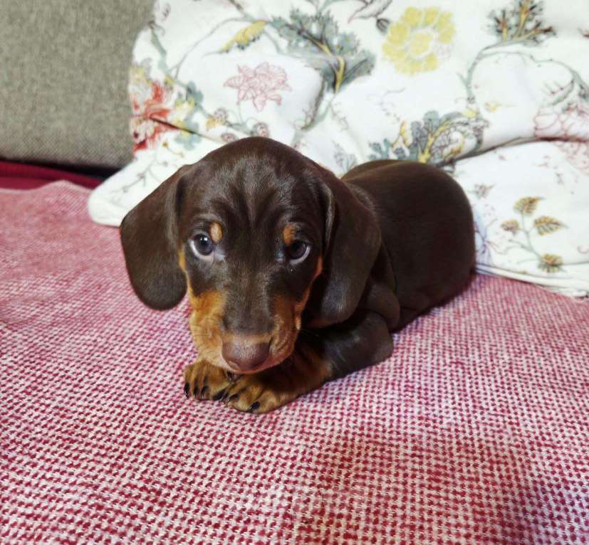 Собаки в других городах Московской области: Породистый щенок таксы Мальчик, 50 000 руб. - фото 3