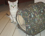 Кошки в Краснодаре: Отдам породистого котёнка даром Мальчик, Бесплатно - фото 4