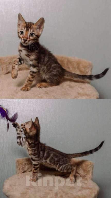 Кошки в Санкт-Петербурге: Бенгальские котята шоу класса  Девочка, Бесплатно - фото 7