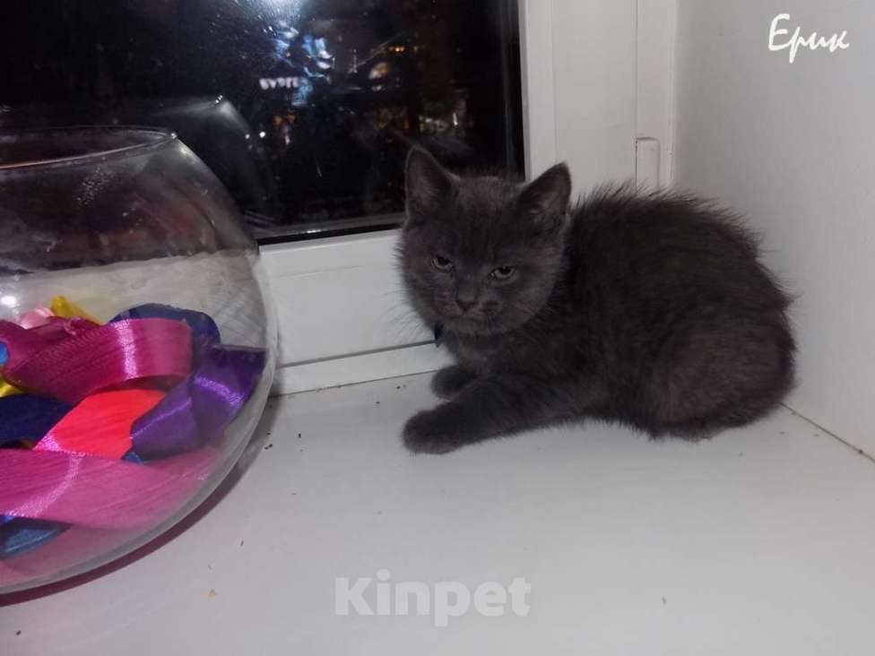 Кошки в Москве: Шотландский короткошерстные прямоухие котята Мальчик, 12 000 руб. - фото 5