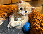Кошки в Симферополе: Отдаю в добрые руки котят Мальчик, Бесплатно - фото 7