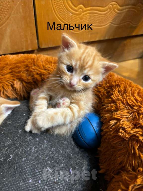 Кошки в Симферополе: Отдаю в добрые руки котят Мальчик, Бесплатно - фото 7