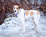 Собаки в Москве: Скромная Райна с веснушками в поисках дома Девочка, Бесплатно - фото 2