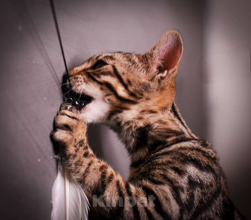 Кошки в Москве: Бенгальский котенок  Мальчик, 35 000 руб. - фото 3