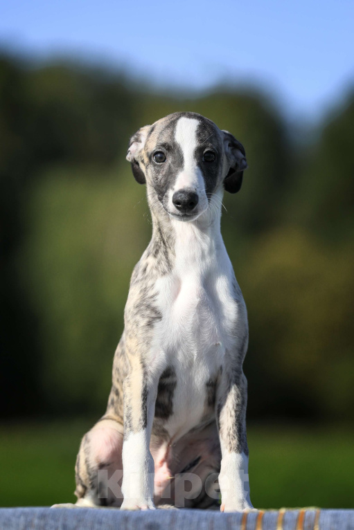 Собаки в Москве: Тиграш уиппет Мальчик, 40 000 руб. - фото 2