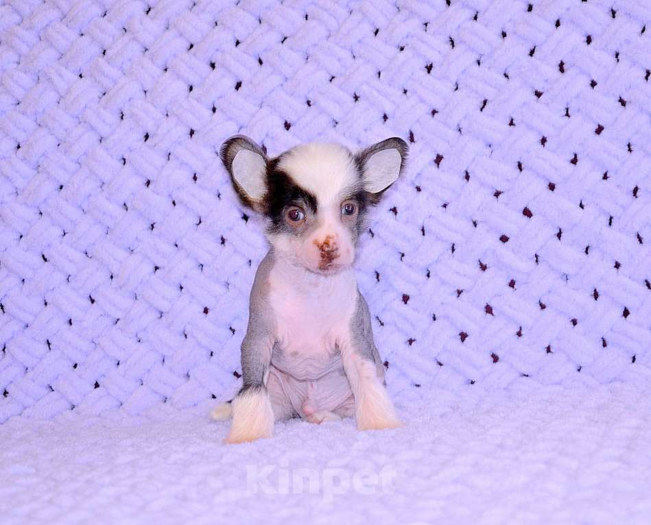 Собаки в Екатеринбурге: Мальчик КХС Мальчик, 40 руб. - фото 3