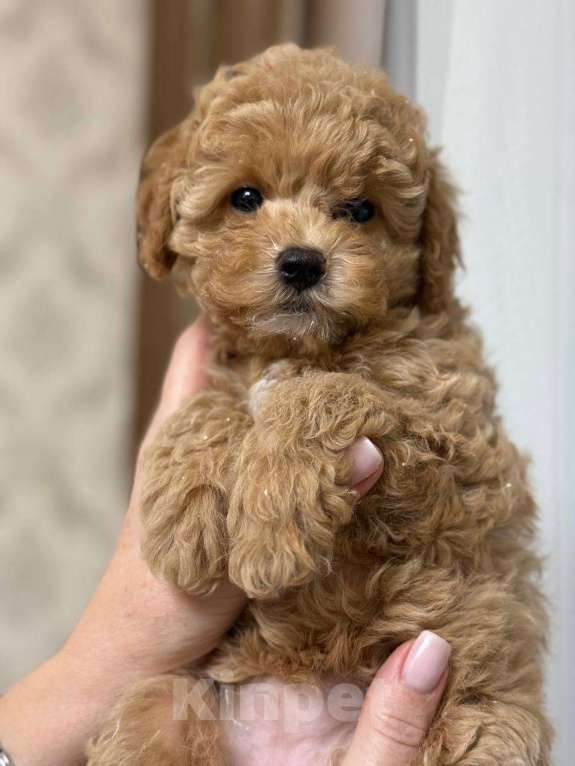 Собаки в Сочи: Щенок мини мальтипу девочка Девочка, 120 000 руб. - фото 6