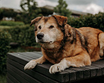 Собаки в Москве: Рейс Мальчик, Бесплатно - фото 3