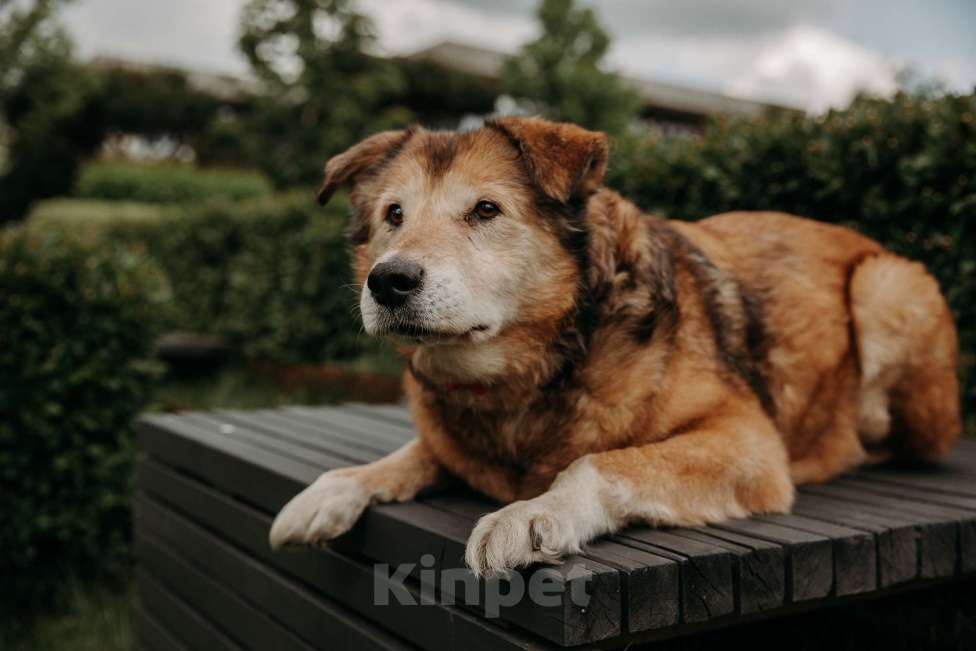 Собаки в Москве: Рейс Мальчик, Бесплатно - фото 3