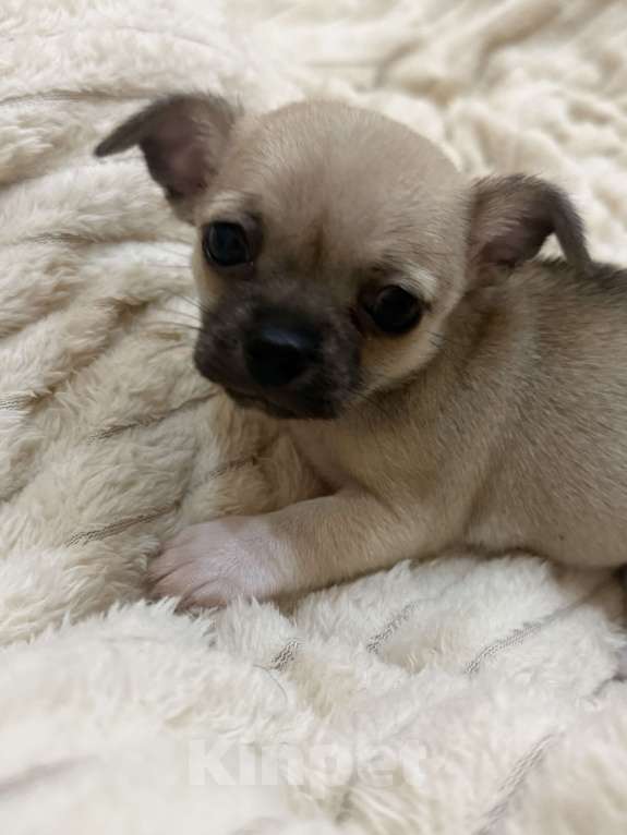 Собаки в Армавире: Говорят , что дружбу нельзя купить  Девочка, 50 000 руб. - фото 2