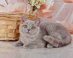 Кошки в Санкт-Петербурге: Британская милашка - сладкая мордашка Девочка, 50 000 руб. - фото 6