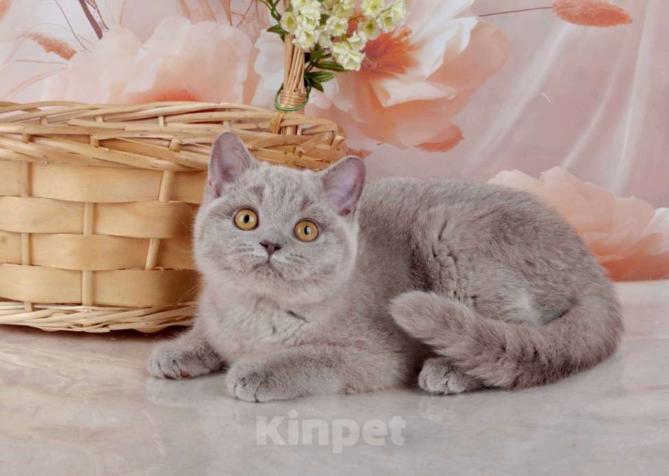 Кошки в Санкт-Петербурге: Британская милашка - сладкая мордашка Девочка, 50 000 руб. - фото 6