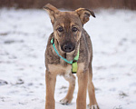 Собаки в Москве: Скромный Старк в поисках заботливой семьи Мальчик, Бесплатно - фото 3