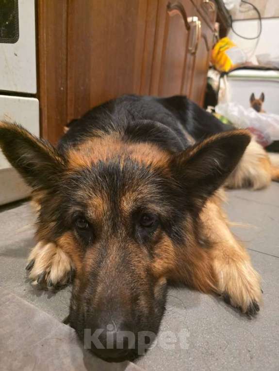 Собаки в Москве: Щенки от мамы-овчарки в дар Мальчик, 1 руб. - фото 4