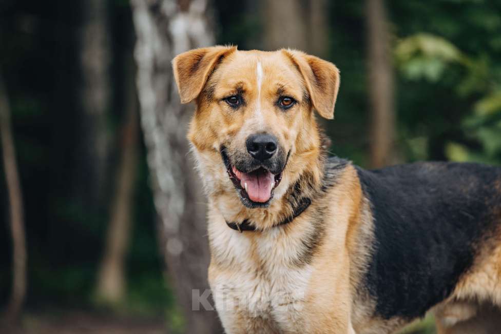 Собаки в других городах Московской области: Брюс Мальчик, Бесплатно - фото 2