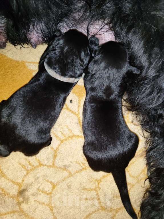 Собаки в других городах Башкортостана: Щенки ризеншнауцера Мальчик, 70 000 руб. - фото 6