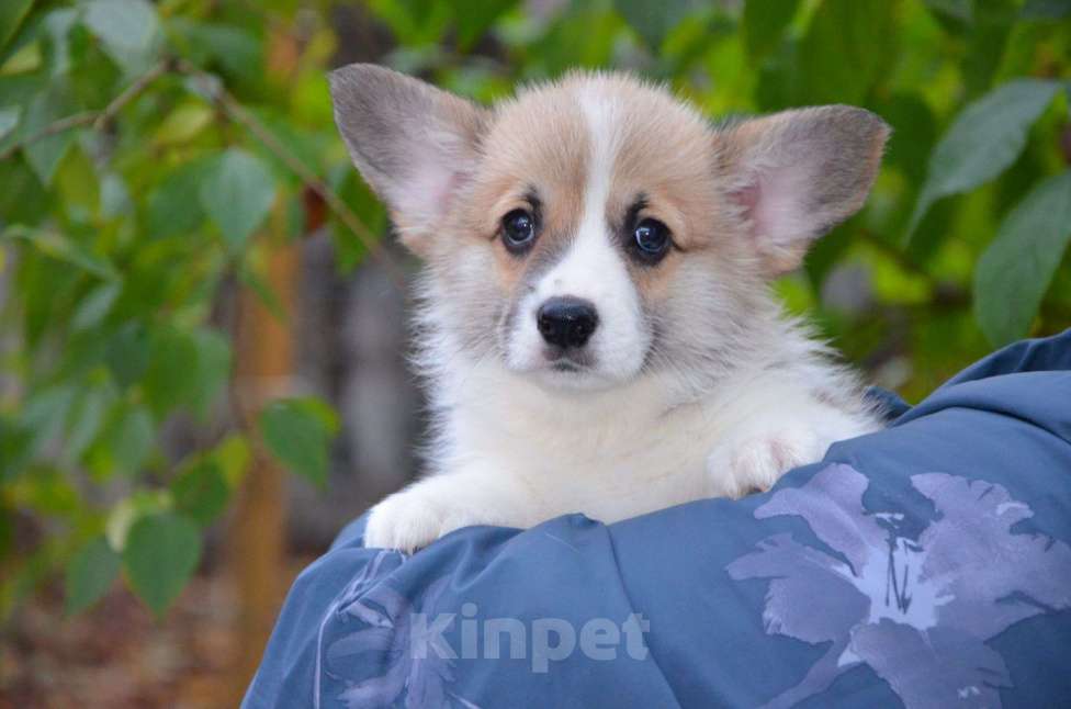 Собаки в Москве: Мальчик вельш корги пемброк Мальчик, 80 000 руб. - фото 2