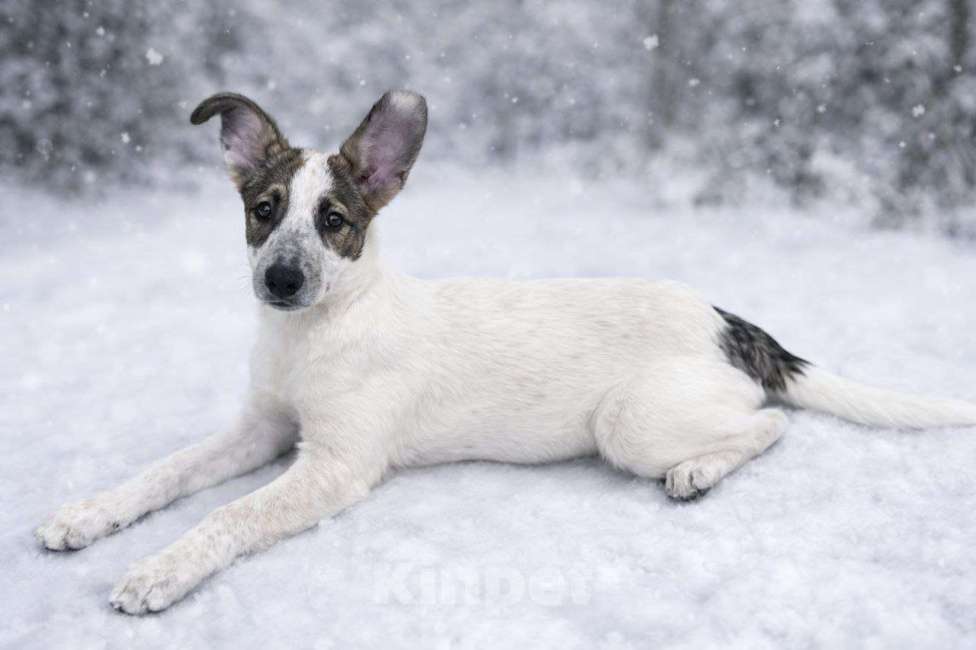 Собаки в Москве: Дея ,щенок с улицы Москвы Девочка, Бесплатно - фото 1