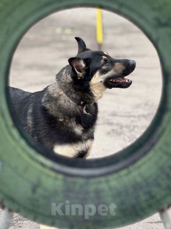 Собаки в Москве: Перчик молодой овчар Мальчик, Бесплатно - фото 5