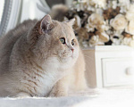 Кошки в Владивостоке: Шикарный британский котёнок драгоценного окраса Мальчик, 100 000 руб. - фото 1