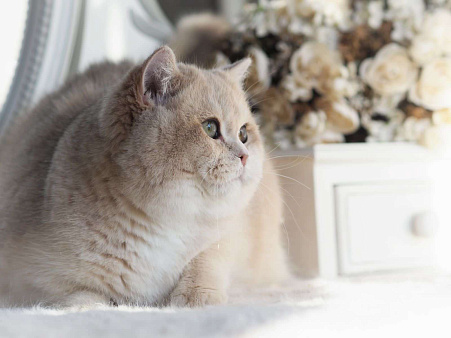 Объявление: Шикарный британский котёнок драгоценного окраса, 100 000 руб., Владивосток