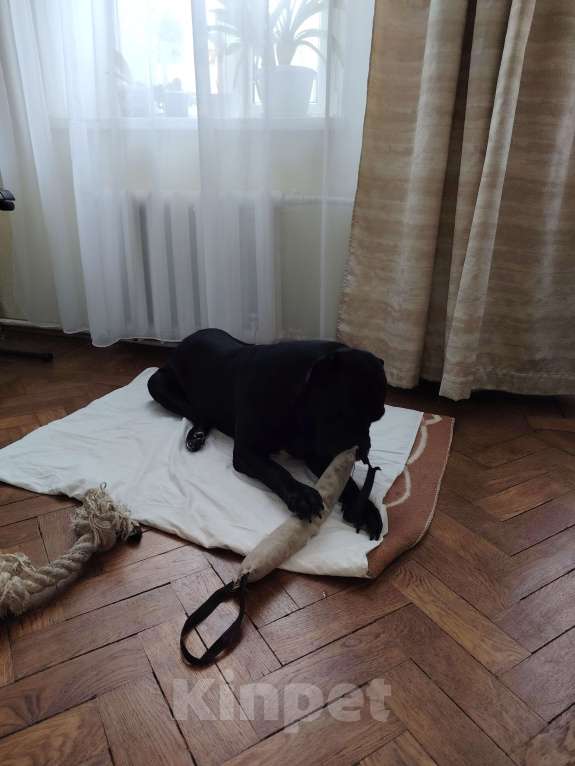 Собаки в Санкт-Петербурге: Срочно отдам собаку Девочка, Бесплатно - фото 5