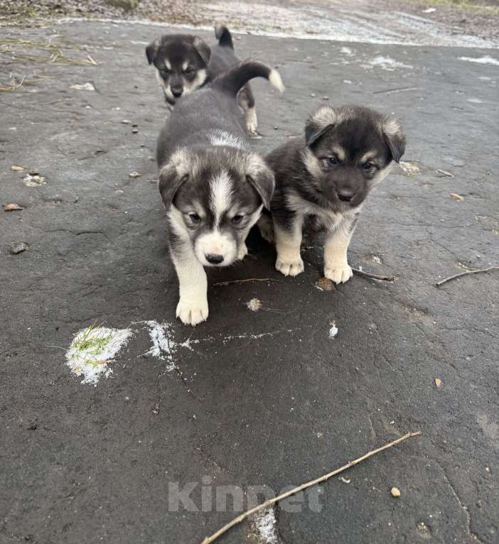 Собаки в Киржаче: Щенята ищут дом и доброго человека Мальчик, Бесплатно - фото 6