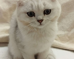 Кошки в Санкт-Петербурге: вислоухий Шотландский котенок Мальчик, 14 339 руб. - фото 7