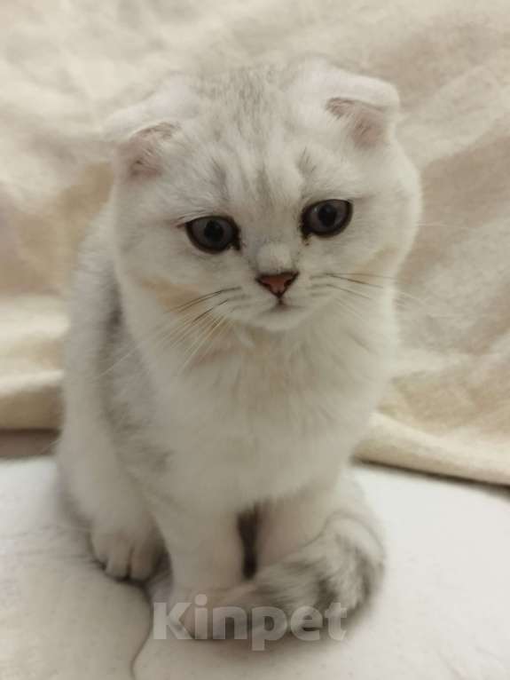 Кошки в Санкт-Петербурге: вислоухий Шотландский котенок Мальчик, 14 339 руб. - фото 7