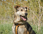 Собаки в Бронницах: Нежнющий Купер Мальчик, Бесплатно - фото 3