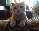 Кошки в Черемхово: ВЯЗКА, 1 руб. - фото 1