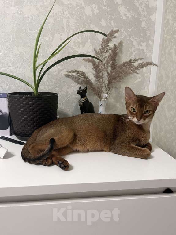 Кошки в Звенигороде: Джина Девочка, 55 000 руб. - фото 7